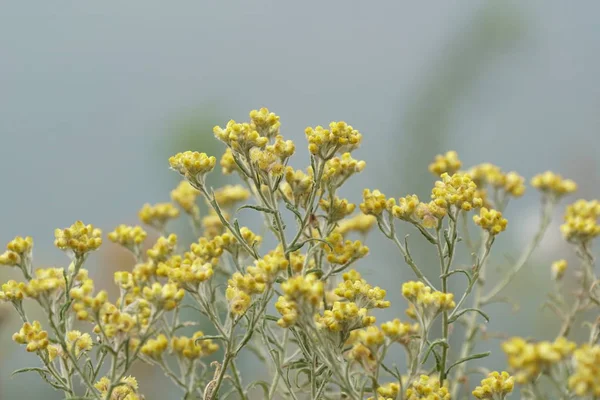 Close Shot Van Prachtige Bloeiende Bloemen — Stockfoto