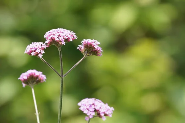 Close Shot Beautiful Blossoming Flowers — Stock Photo, Image