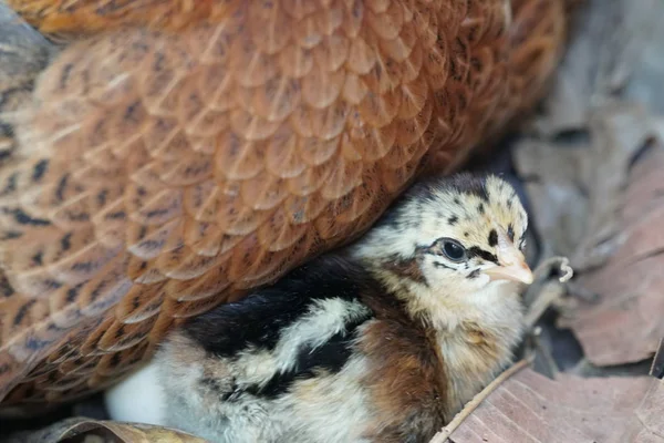 特写镜头 可爱的小鸡在母鸡下取暖 — 图库照片