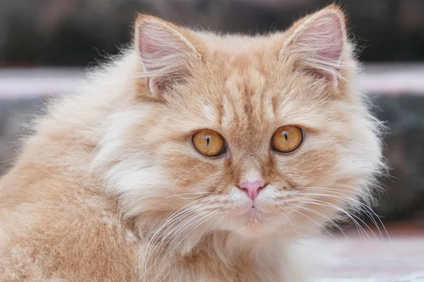 Close Shot Cute Persian Cat — Stok fotoğraf