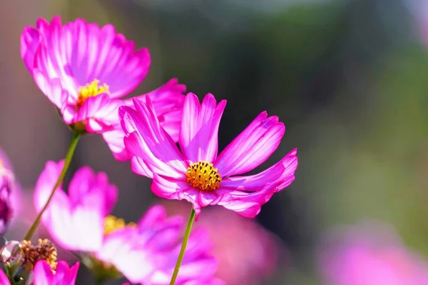 Close Shot Beautiful Blossoming Flowers — Stock Photo, Image