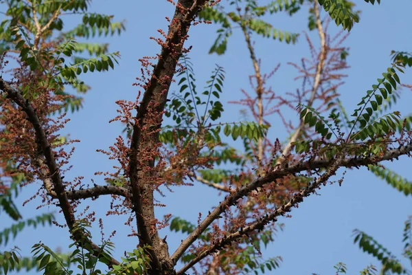 Primo Piano Colpo Bellissimo Sfondo Naturale — Foto Stock