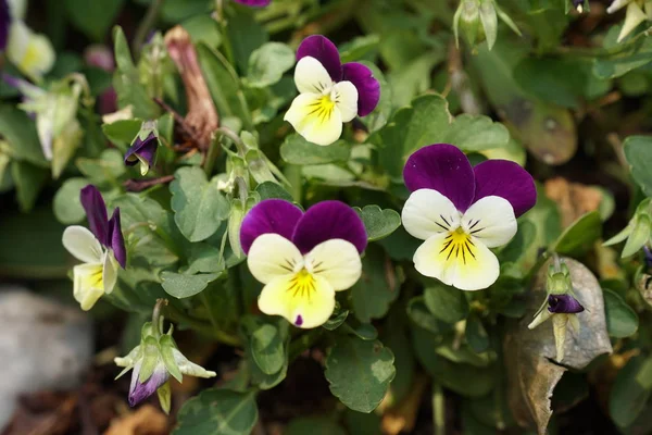 Close Shot Beautiful Blossoming Flowers — Stock Photo, Image