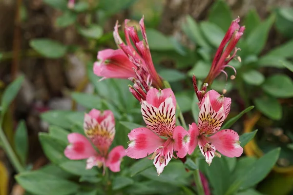 Close Shot Beautiful Blossoming Flowers — Stock Photo, Image