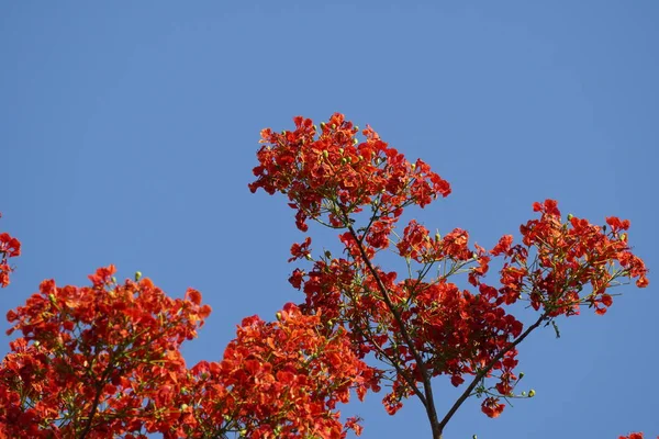 Primer Plano Plano Hermoso Fondo Natural — Foto de Stock