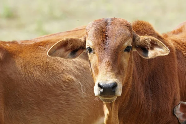 scenic shot of little calf grazing on nature