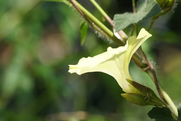 Primo Piano Colpo Bei Fiori Fiore — Foto Stock