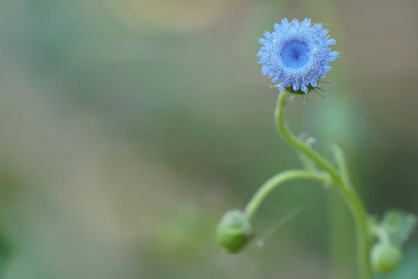 Primer Plano Hermosas Flores Flor —  Fotos de Stock