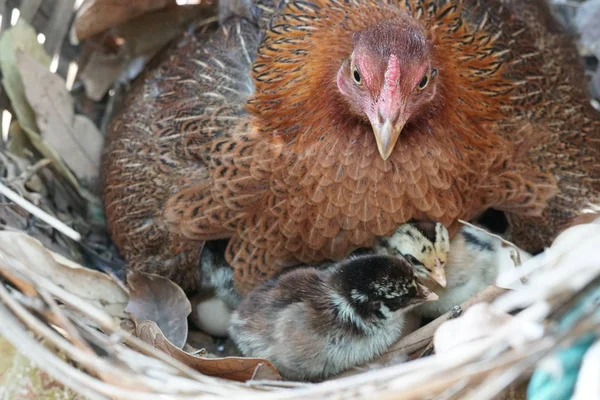 Close Shot Cute Little Chicks Warming Themselves Mother Chicken — Stock Photo, Image