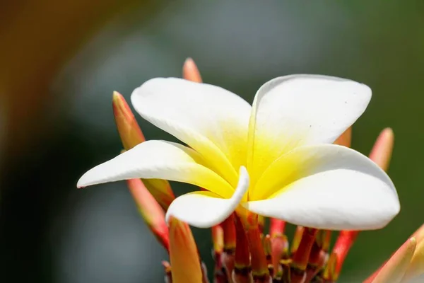 Närbild Skott Vackra Blommande Blommor — Stockfoto