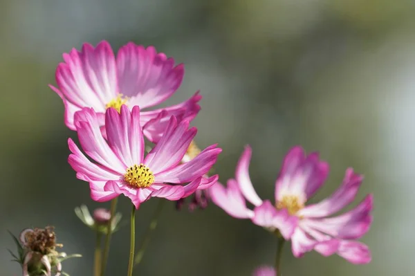 Primo Piano Colpo Bei Fiori Fiore — Foto Stock