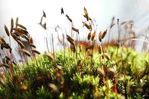 Primo Piano Colpo Bellissimo Sfondo Naturale — Foto Stock