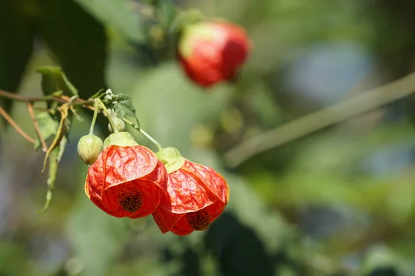 Primer Plano Hermosas Flores Flor — Foto de Stock