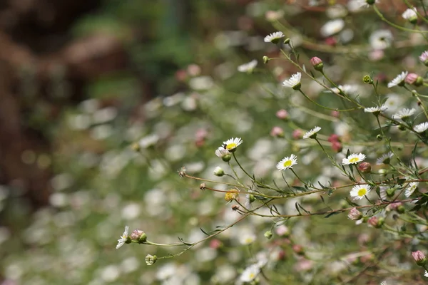 Primer Plano Hermosas Flores Flor — Foto de Stock