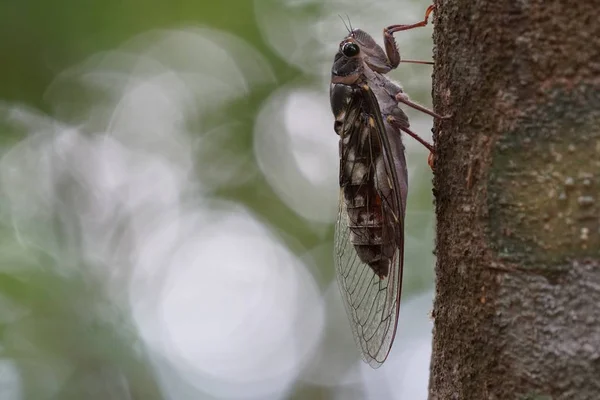 Närbild Bild Bild Cikada Flyga Prova Bark — Stockfoto