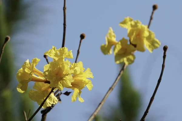 Närbild Skott Vackra Blommande Blommor — Stockfoto