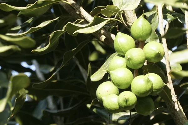 Primo Piano Colpo Frutta Esotica Fresca Maturazione Ramo — Foto Stock