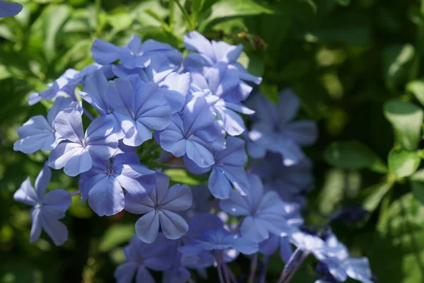 Close Shot Beautiful Blossoming Flowers — Stock Photo, Image