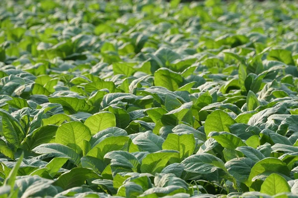 Närbild Bild Vacker Naturlig Bakgrund — Stockfoto