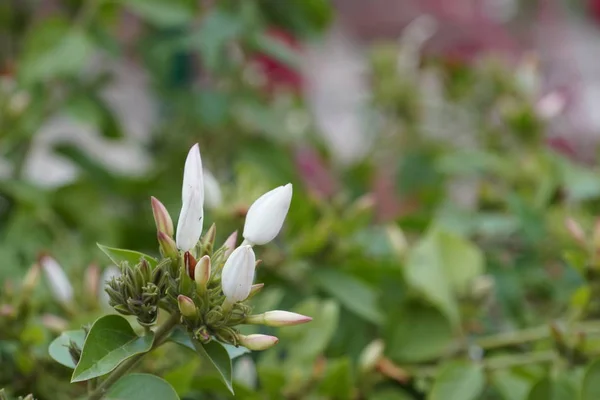 Närbild Skott Vackra Blommande Blommor — Stockfoto