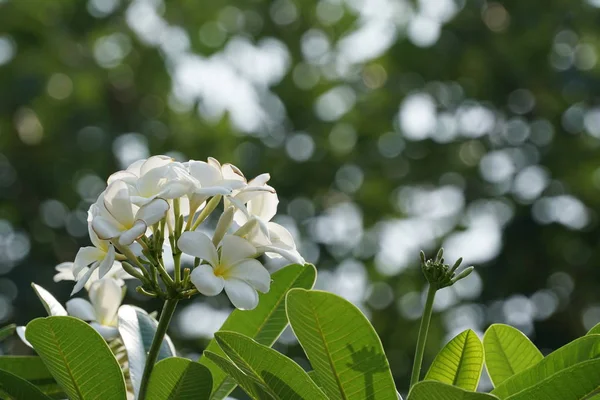 Close Shot Beautiful Blossoming Flowers — Stock Photo, Image