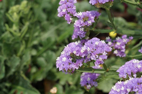 Nahaufnahme Schöner Blühender Blumen — Stockfoto