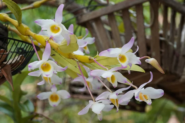 Primo Piano Colpo Bei Fiori Fiore — Foto Stock