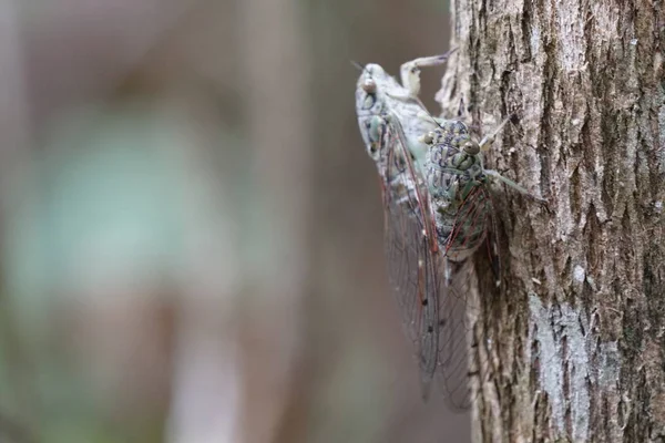 Close Shot Cicada Fly Try Bark — Stock Photo, Image