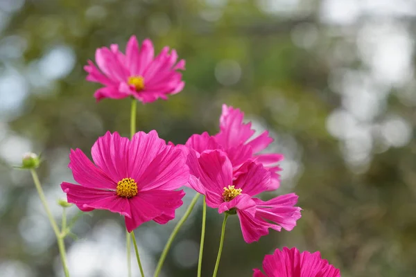 Primo Piano Colpo Bei Fiori Fiore — Foto Stock