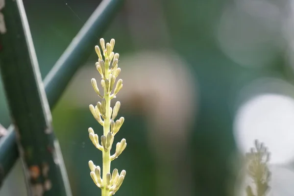 Close Shot Beautiful Natural Background — ストック写真