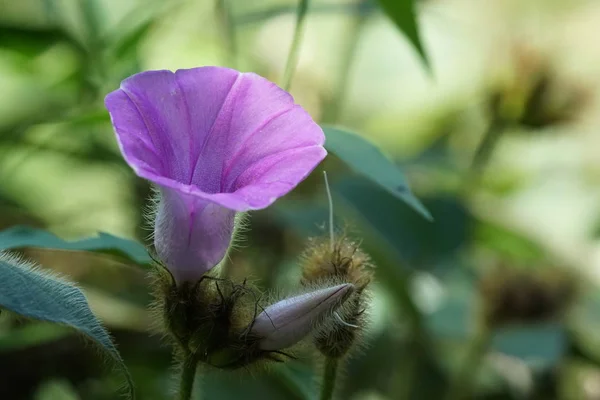 Close Shot Van Prachtige Bloeiende Bloemen — Stockfoto