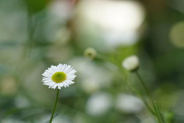 Primer Plano Hermosas Flores Flor — Foto de Stock