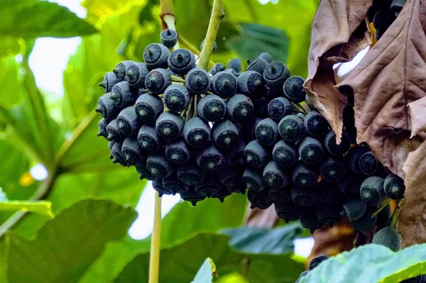 Primer Plano Fruta Fresca Exótica Madurando Rama — Foto de Stock