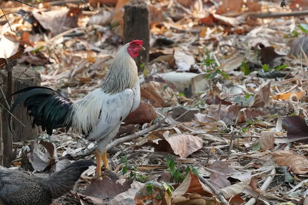 Primer Plano Gallos Pie Sobre Hojas Caídas Bosque — Foto de Stock