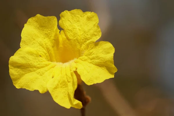 Närbild Skott Vackra Blommande Blomma — Stockfoto