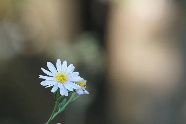 Gros Plan Belles Fleurs Fleurs — Photo