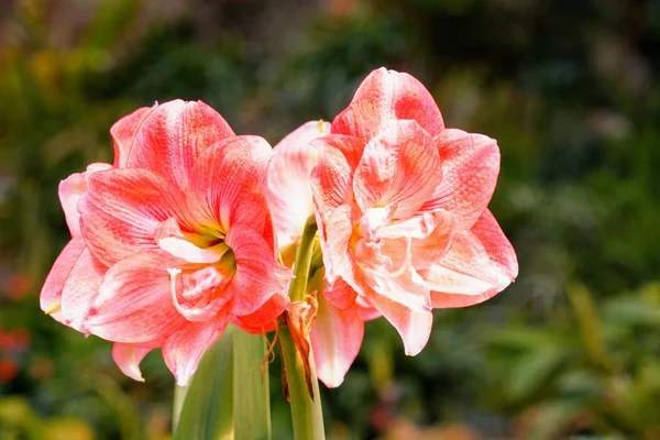Blízkej Záběr Krásných Kvetoucích Květin — Stock fotografie