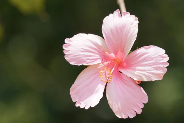 Nahaufnahme Einer Schönen Blühenden Blume — Stockfoto