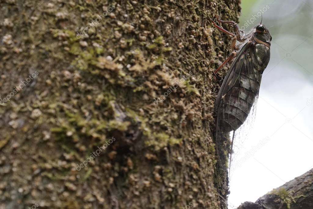 close-up shot of cicada fly on try bark