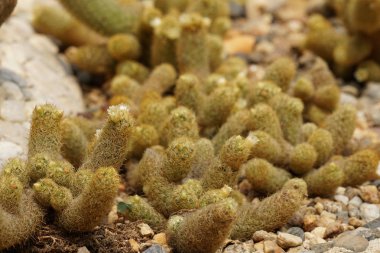 gündüz açık havada büyüyen kaktüslerin yakın çekim 