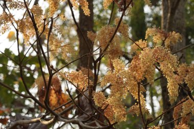 güzel çiçek açan çiçeklerin yakın çekim