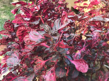 Çiçek açan yaprakların yakın plan çekimi.