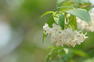 güzel çiçek açan çiçeklerin yakın çekim