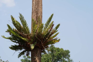 Çiçek açan yaprakların yakın plan çekimi.