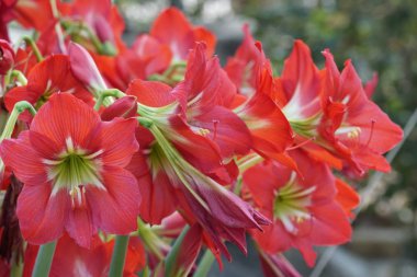 güzel çiçek açan çiçeklerin yakın çekim