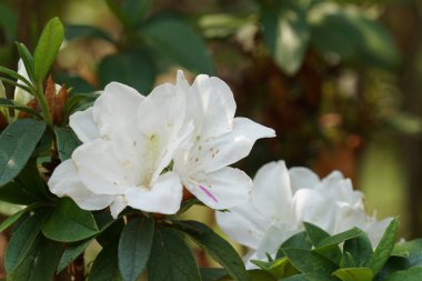 güzel çiçek açan çiçeklerin yakın çekim