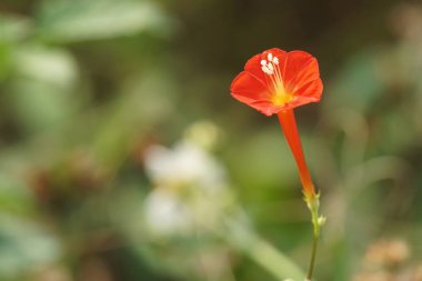 güzel çiçek çiçek yakın çekim