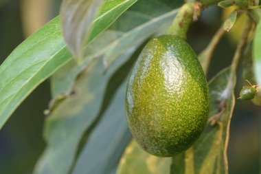 Dalda olgunlaşan taze egzotik meyvelerin yakın plan çekimi.