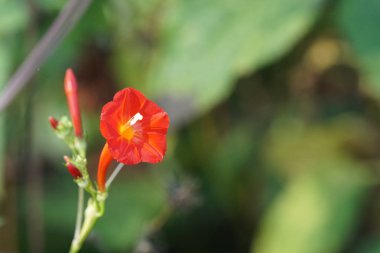 güzel çiçek açan çiçeklerin yakın çekim