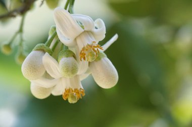 güzel çiçek açan çiçeklerin yakın çekim